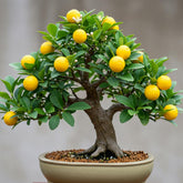 CZ Grain Dwarf Lemon Bonsai Seeds pack for home gardening and fruit production