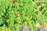 CZ Grain Dwarf Moringa seed pack for home gardening and fresh greens.
