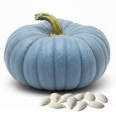 CZ Grain Exotic blue pumpkin seeds ready for planting in autumn garden