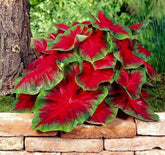 CZ Grain Florida Cardinal Caladium bulbs pack ready for planting.