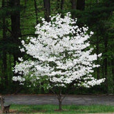 CZ Grain flowering dogwood seeds 20-pack ready for outdoor planting.