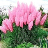 CZ Grain giant pink pampas grass seeds for dramatic garden focal point.