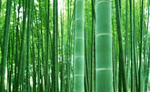 CZ Grain giant timber bamboo seeds ready to form a privacy hedge and screen space