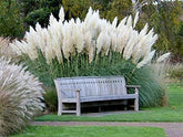 CZ Grain giant white pampas grass seeds pack for ornamental landscaping.