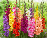 CZ Grain gladiolus bulbs mixed colors create vibrant garden blooms.