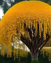 CZ Grain Golden Shower Tree seeds 10-pack, ideal for creating a focal garden feature