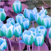 CZ Grain green tulip bulbs ready for spring planting in a garden bed