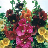 CZ Grain hollyhock seeds in mixed colors for vibrant garden borders.