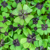 CZ Grain Iron Cross Shamrock bulbs for indoor or outdoor color display.