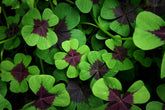 CZ Grain Iron Cross Shamrock Bulbs indoors for year-round color and decor.