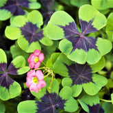 CZ Grain Iron Cross Shamrock bulbs in packaging, ready for gifting and planting.