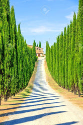 CZ Grain Italian Cypress seeds in a 50-pack, ready for hedges.