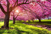 CZ Grain Japanese cherry blossom seeds pink flower close-up for hopeful spring bloom