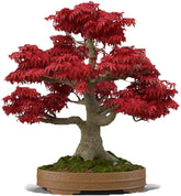 CZ Grain Japanese Red Maple bonsai seeds bundle for premium bonsai projects.