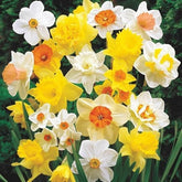 CZ Grain large daffodil bulbs color palette blooming in a garden border.
