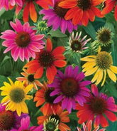CZ Grain mixed coneflower seeds in packet ready for easy planting and pollinator-friendly blooms.