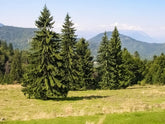 CZ Grain Norway Spruce seeds pack for easy planting and year-round greenery.