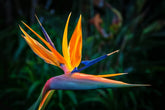 CZ Grain Orange Bird of Paradise seeds packaging closeup for reliable planting