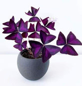 CZ Grain Oxalis Triangularis bulbs, purple shamrock, ideal for year-round indoor color and bright outdoor displays.
