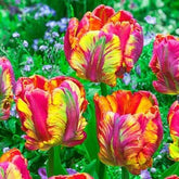 CZ Grain Parrot Tulips bloom in rainbow colors for bright focal garden displays
