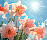 CZ Grain Pink Party daffodil bulbs ready for easy garden planting