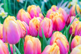 CZ Grain pink passion tulip bulbs pack ready for vibrant spring bloom.