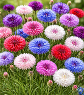 CZ Grain polka-dot bachelor button seeds pack with vibrant early blooms.