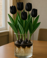 CZ Grain prechilled Queen of the Night tulip bulbs ready for water setup, easy indoor forcing.
