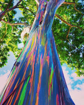 CZ Grain Rainbow Eucalyptus seeds pack, ready to plant for vibrant bark color.