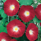 CZ Grain red morning glory seeds-100 ready to plant for a bright trellis display.