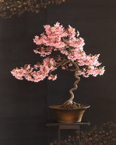 CZ Grain Sakura bonsai seeds pack ready to start a cherry blossom bonsai project.