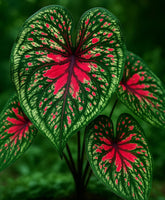 CZ Grain Spicy Lizard Caladium bulbs pack for indoor planting with bold color