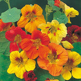 CZ Grain tall trailing nasturtium seeds with vibrant blooms ideal for hanging baskets and pollinator gardens.