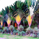 CZ Grain Travelers Palm Seeds close-up showing seed texture for bonsai planning