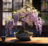 CZ Grain Weeping Wisteria seeds show cascading blooms for striking outdoor display.