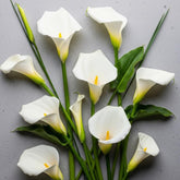 CZ Grain White Calla Lily bulbs ready for vibrant garden beds.