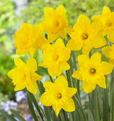 CZ Grain Yellow Dutch Master daffodil bulbs in soil, ready for spring display; bright color for cheerful borders.