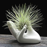 Dahey mini air plant holder, white ceramic hand, ideal desk decor.