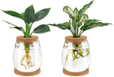 Dahey propagation jar glass terrarium shows roots clearly for hydroponic gardening