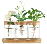 Dahey propagation terrarium bottle with lid and wooden stand for easy root observation.