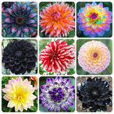 Dahlia Pinnata 100+ Giant Dinner Plate Seeds bloom large, eye-catching flowers for showy garden focal points.