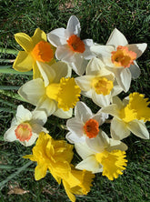 Daylily Nursery 50 Daffodil Mixture vibrant narcissus blossoms for sunny borders.
