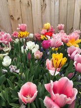 Daylily Nursery Perennial Tulip Mix blooms in vibrant colors for spring borders.
