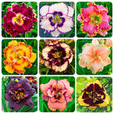Daylily seeds mixed color 1 for border beds and seasonal color