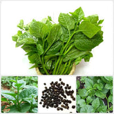 DIASPORA ASIAN SEEDS Malabar spinach leaves form a dense canopy, ideal for hot-season salads.