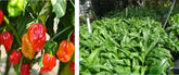 DIASPORA ASIAN SEEDS Puerto Rican seeds combo Recao and Culantro seeds ready for home planting