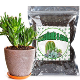 Doter cactus and succulent soil mix 1qt bag front, ready-to-use indoor soil for drainage.