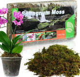 Doter dried forest moss packaging close-up shows natural color and texture