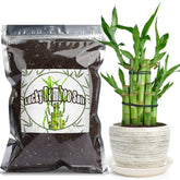 Doter Lucky Bamboo soil mix bag ready-to-use for thriving indoor bamboo in bowls or vases.