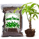 Doter Money Tree Soil Mix 2qt bag enhances indoor potting and growth